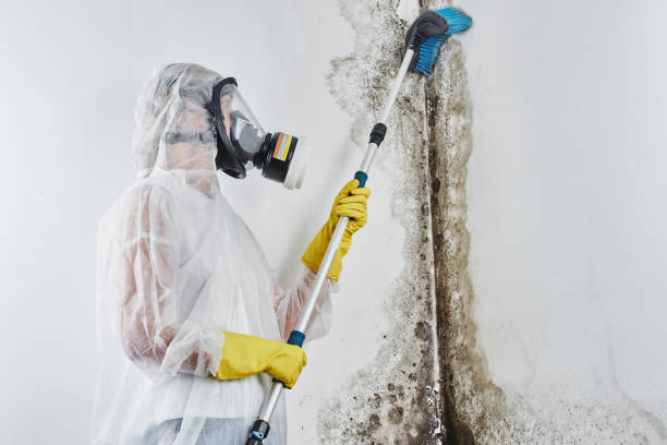 Best Mold Cleaning Services  in Rotan, TX