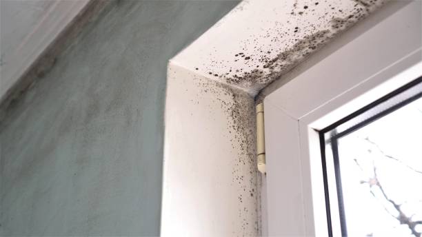 Best Mold Remediation Services  in Rotan, TX