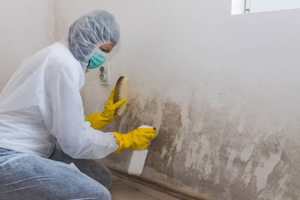 Best Best Mold Removal Companies  in Rotan, TX