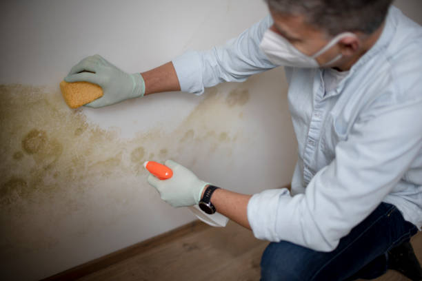 Reliable Rotan, TX Mold Removal Solutions