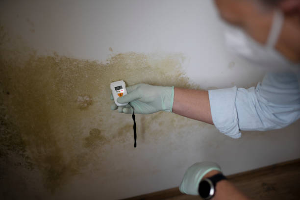 Best Toxic Mold Removal  in Rotan, TX