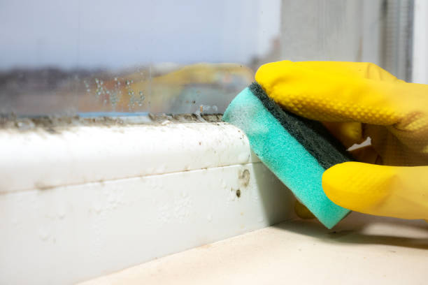 Best Mold Removal Process  in Rotan, TX