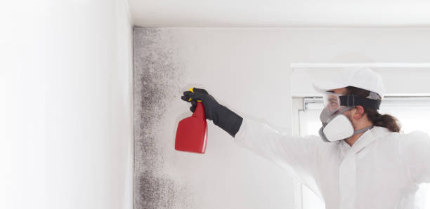 Best Mold Removal Near Me  in Rotan, TX