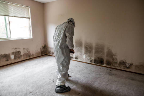 Best Professional Mold Removal  in Rotan, TX