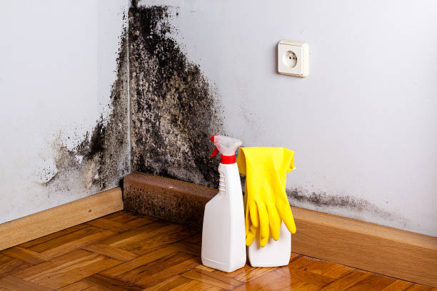 Best Emergency Mold Removal  in Rotan, TX