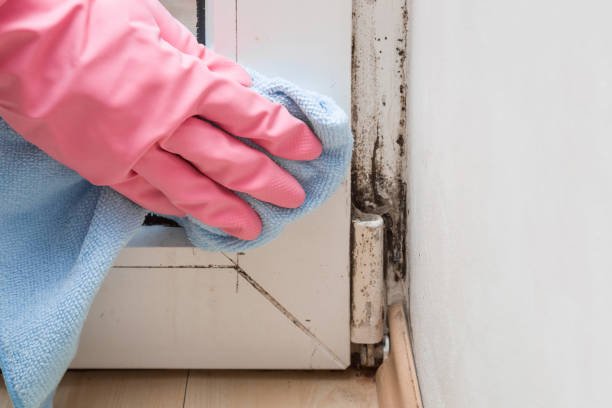 Best Commercial Mold Removal  in Rotan, TX