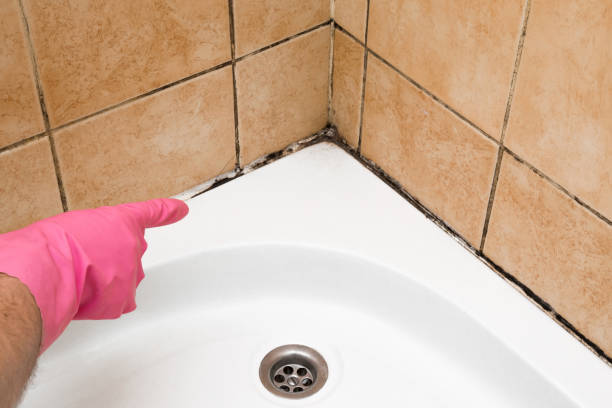 Best Affordable Mold Removal  in Rotan, TX